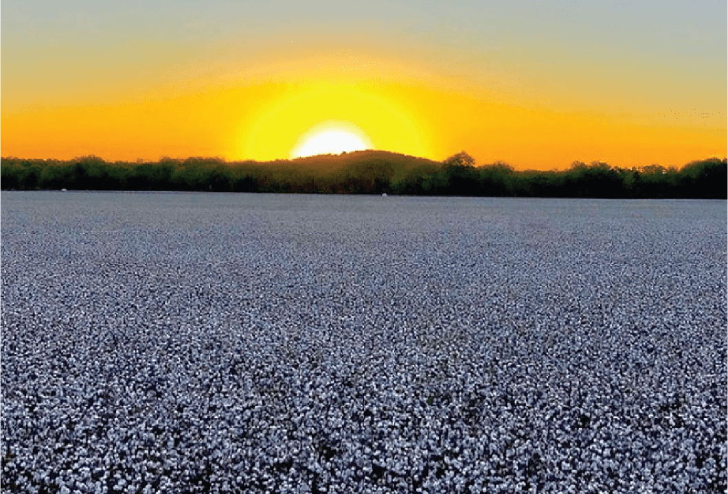 Sunset over cotton field